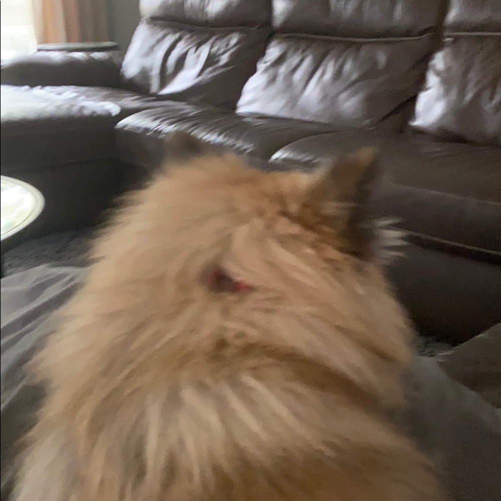 Meet your Posher, Lanie